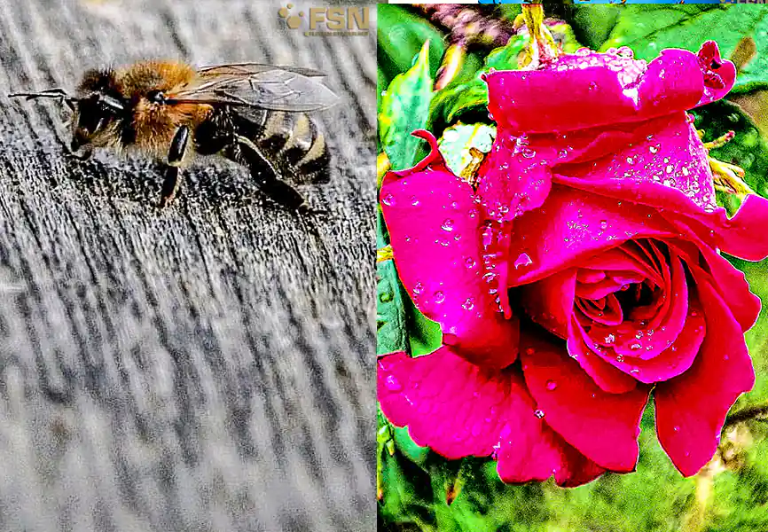 Insekten und Pflanzen Cover: Biene und Rosenbluete
