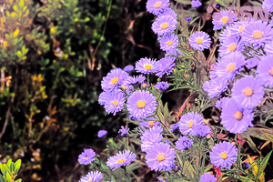 Vorschau von DSC00576.jpg