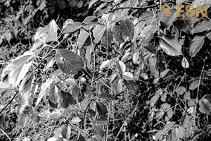 Vorschau von DSC00622.jpg