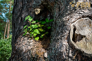 Vorschau von DSC00636.jpg