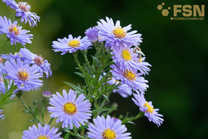 Vorschau von DSC00689.jpg