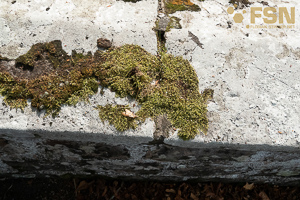 Vorschau von DSC00697.jpg