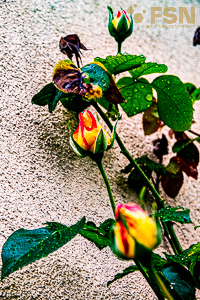 Vorschau von DSC00808.jpg