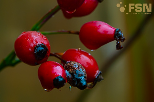 Vorschau von DSC00810.jpg