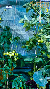 Vorschau von IMG_20190626_182054.jpg