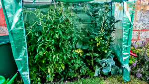 Vorschau von IMG_20190701_211957~2.jpg