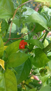 Vorschau von IMG_20210815_172559.jpg