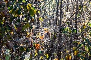 Vorschau von _DSC1886.jpg