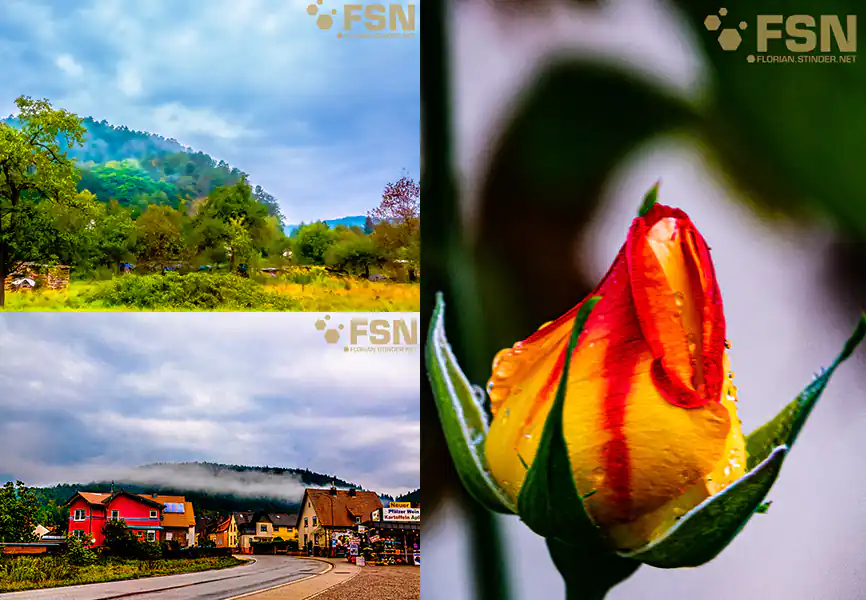 Pictures of 26th Sept. 2021 Cover: two landscape photos and a rosebud.
