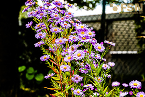 Vorschau von DSC00577.jpg