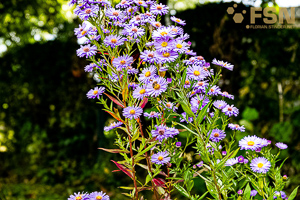 Vorschau von DSC00578.jpg