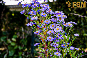 Vorschau von DSC00675.jpg