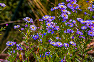 Vorschau von DSC00680.jpg