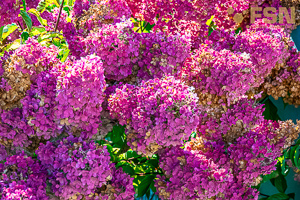 Vorschau von DSC00692.jpg