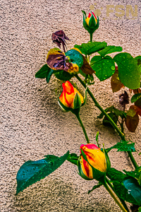 Vorschau von DSC00807.jpg