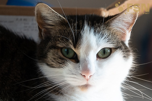 Vorschau von DSC00559.jpg