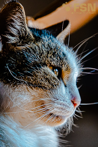 Vorschau von DSC00570.jpg