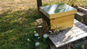 Vorschau von IMG_20200811_164510.jpg