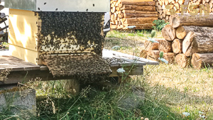 Vorschau von IMG_20200811_164531.jpg