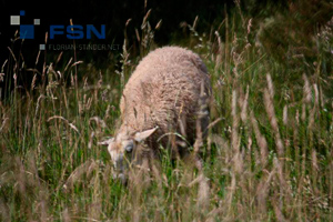 Vorschau von IMG_1286wtmk.jpg