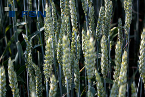 Vorschau von IMG_1305wtmk.jpg