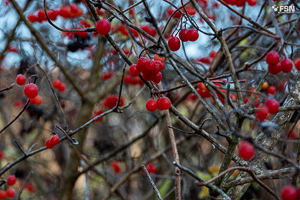 Vorschau von _DSC1890.jpg