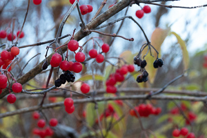 Vorschau von _DSC1891.jpg