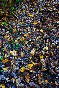 Vorschau von _DSC1903.jpg